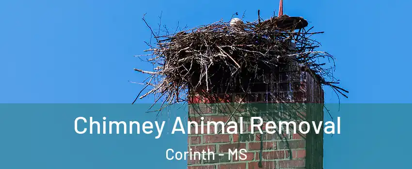 Chimney Animal Removal Corinth - MS