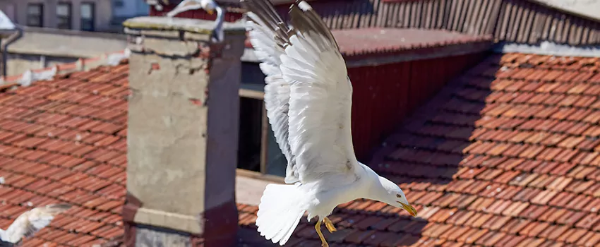 Residential Chimney Animal Removal Solution in Corinth, MS